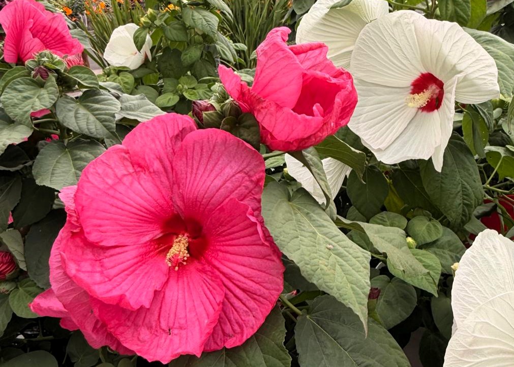 Monheimer Blumenmarkt